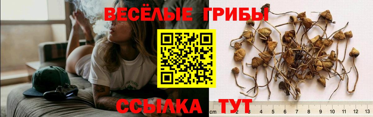 Псилоцибиновые грибы Cubensis  Вход с VPN  Асбест  Галлюциногенные грибы прущие грибы 
